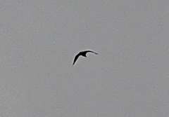 Haliaeetus albicilla