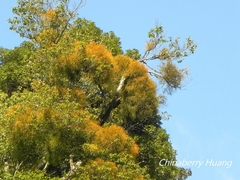 Viscum liquidambaricola