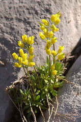 Draba aurea