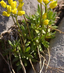 Draba aurea