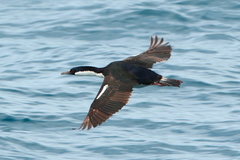 Leucocarbo georgianus