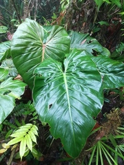 Philodendron antonioanum
