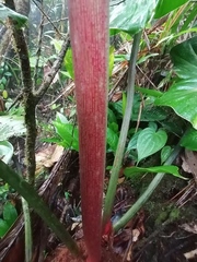 Philodendron antonioanum