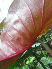 Philodendron antonioanum