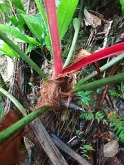 Philodendron antonioanum