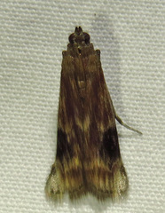 Euzophera semifuneralis