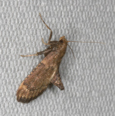 Hypsopygia phoezalis