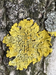 Xanthoria parietina