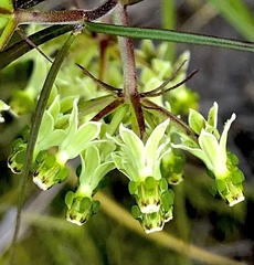 Xysmalobium zeyheri