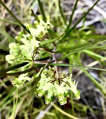 Xysmalobium zeyheri