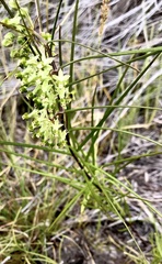 Xysmalobium zeyheri