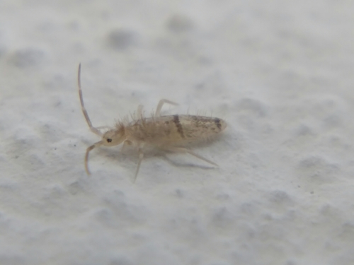 Seira domestica