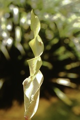 Anaphyllopsis americana