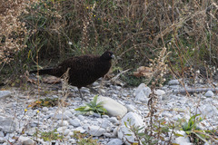 Phasianus versicolor