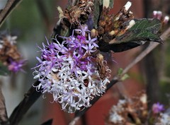 Vernonanthura squamulosa