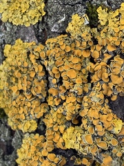 Xanthoria parietina