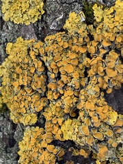 Xanthoria parietina