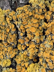Xanthoria parietina