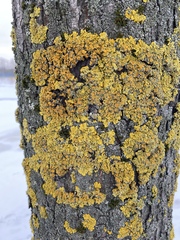 Xanthoria parietina