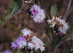 Vernonanthura squamulosa