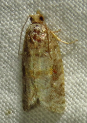 Argyrotaenia kimballi