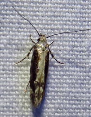 Coleotechnites florae