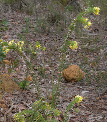 Petrophile serruriae