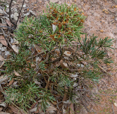 Hakea corymbosa