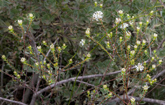 Pimelea angustifolia