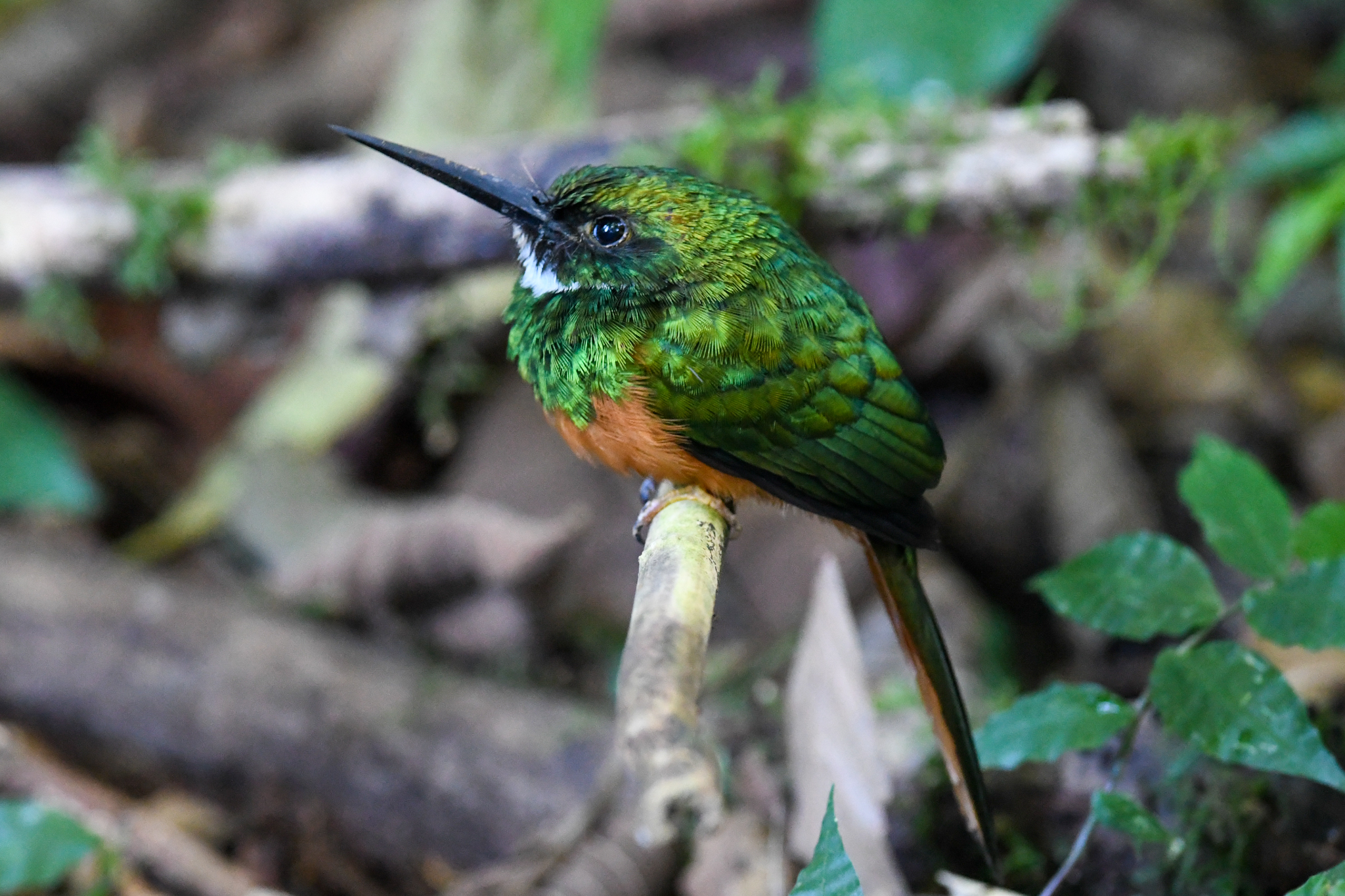 Rufous-tailed Jacamar illustration