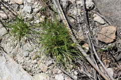 Bulbostylis humilis