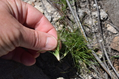 Bulbostylis humilis