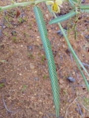 Chamaecrista plumosa