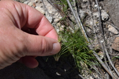 Bulbostylis humilis