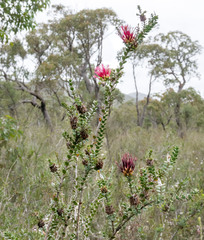 Melaleuca anisandra