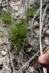Bulbostylis humilis