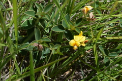 Argyrolobium sericosemium