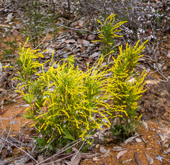 Synaphea polymorpha