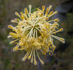 Petrophile serruriae