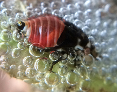 Aphrophora permutata