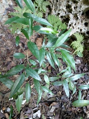 Putranjiva formosana