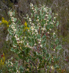 Hakea undulata