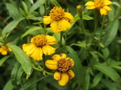 Tagetes lucida