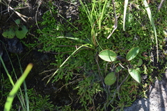 Selaginella mittenii