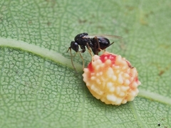 Synergini