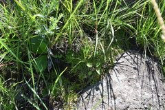 Selaginella mittenii