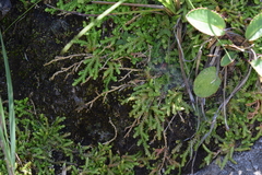 Selaginella mittenii