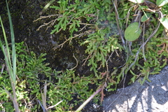 Selaginella mittenii