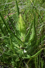 Xysmalobium stockenstromense