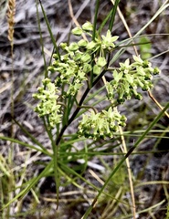 Xysmalobium zeyheri